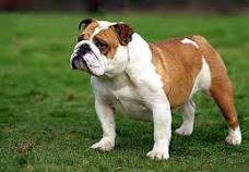 bulldog
