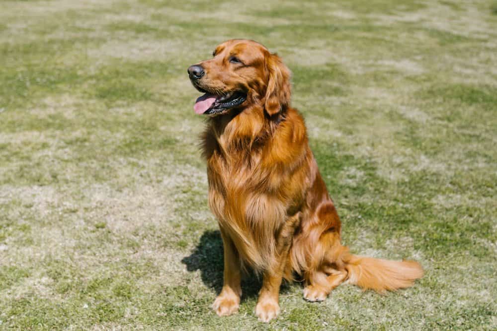 golden-retriever-pose