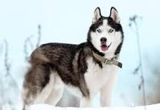 husky