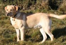lab